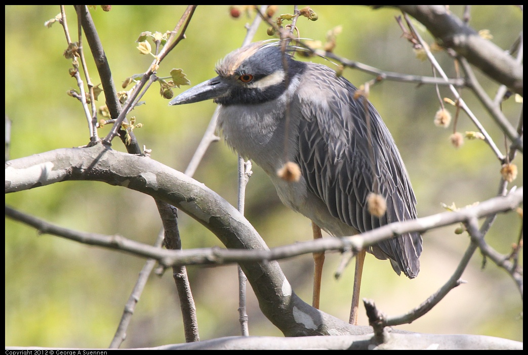 0409-102137-02.jpg - Yellow-crowned Night Heron