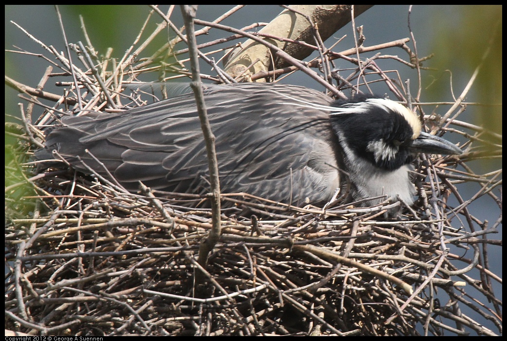 0409-102154-02.jpg - Yellow-crowned Night Heron