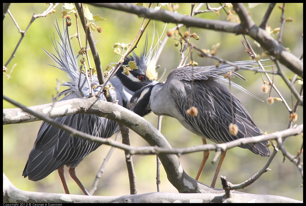 0409-102205-04.jpg - Yellow-crowned Night Heron