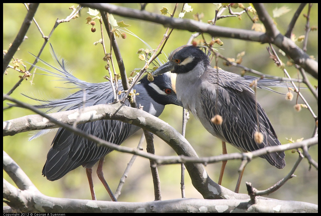 0409-102207-01.jpg - Yellow-crowned Night Heron