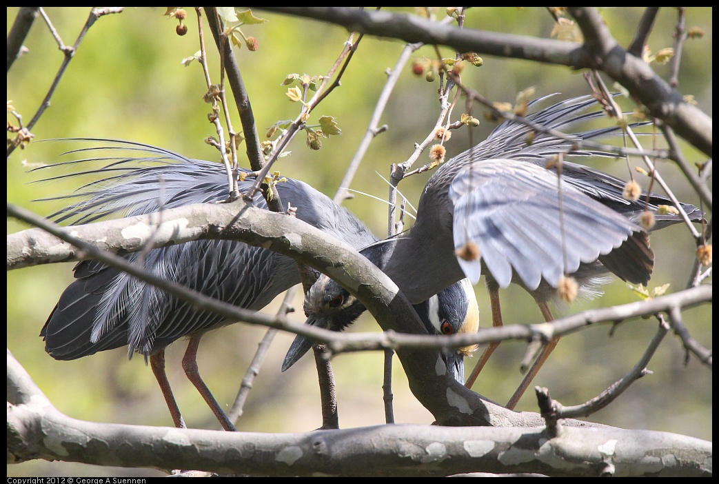 0409-102211-04.jpg - Yellow-crowned Night Heron