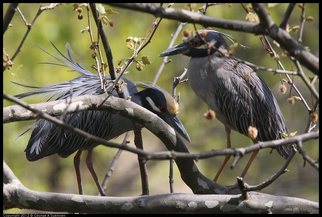 0409-102216-02.jpg - Yellow-crowned Night Heron