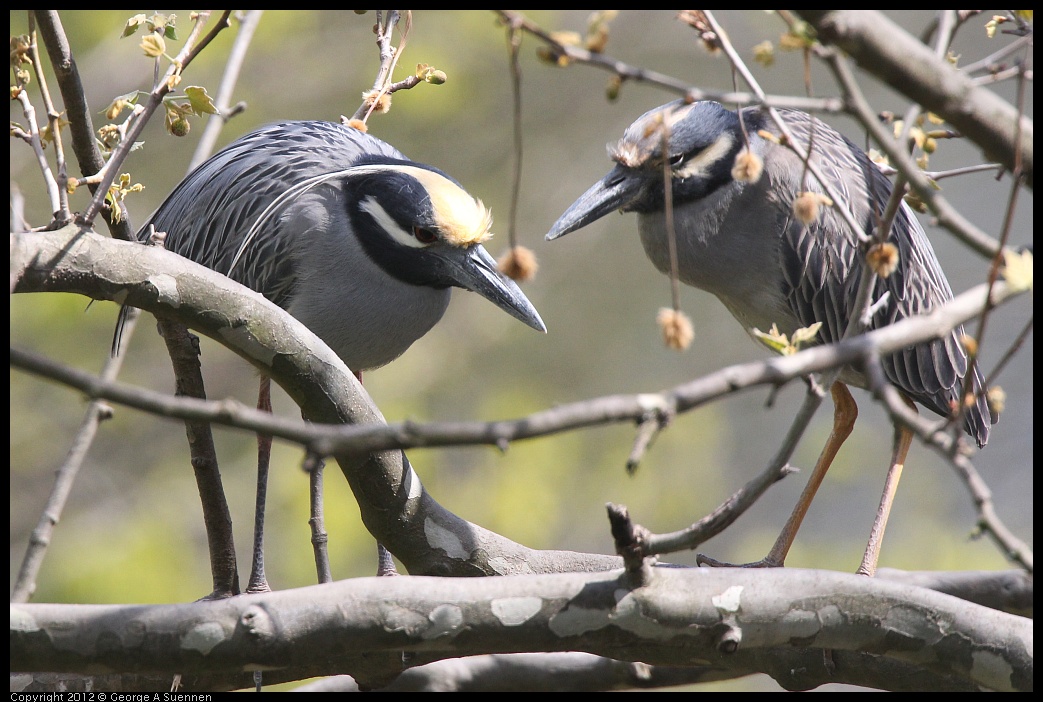 0409-102331-01.jpg - Yellow-crowned Night Heron