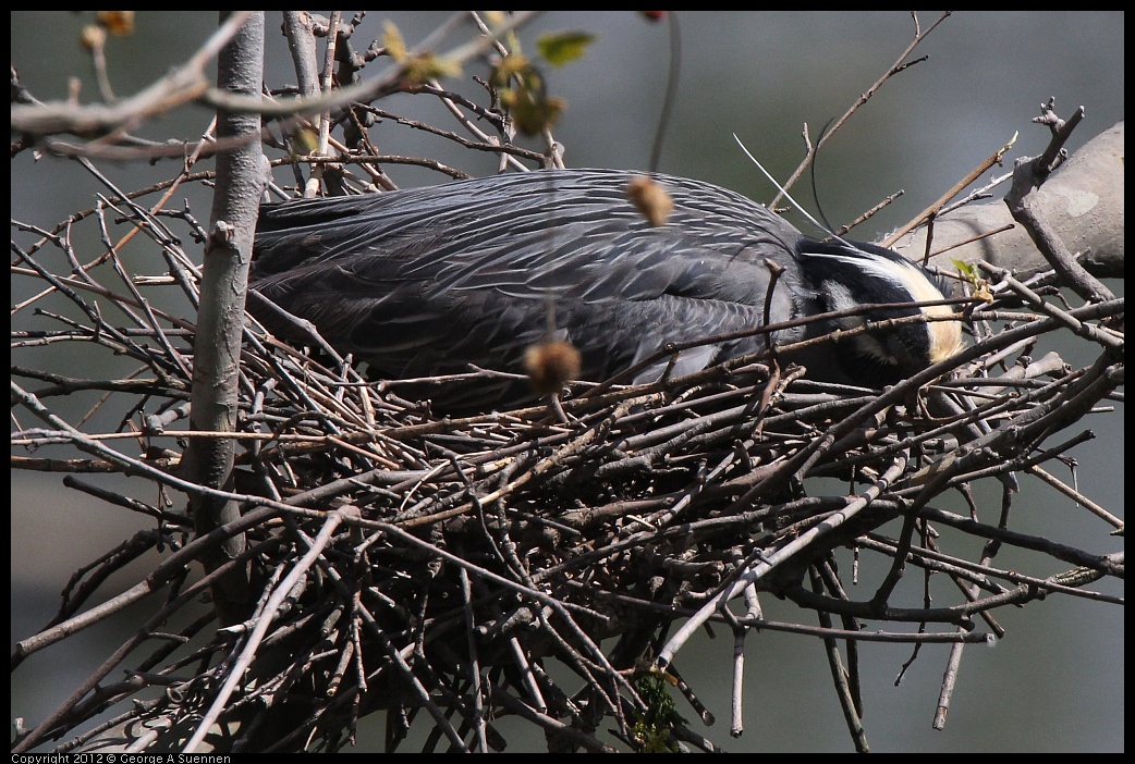 0409-102441-02.jpg - Yellow-crowned Night Heron