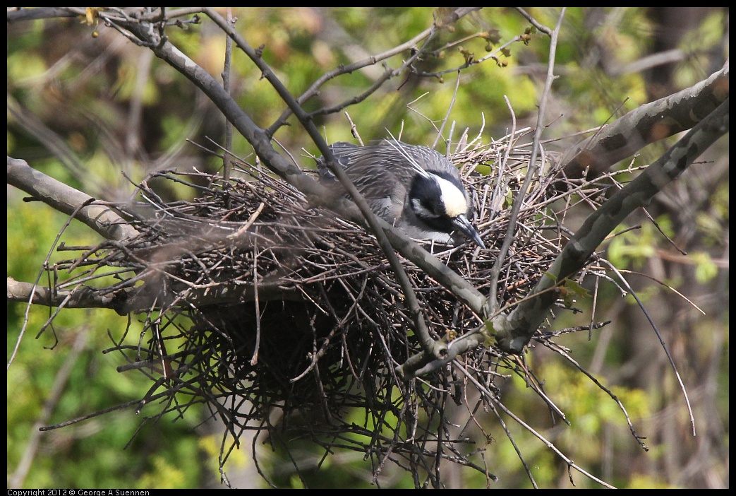 0409-102619-01.jpg - Yellow-crowned Night Heron