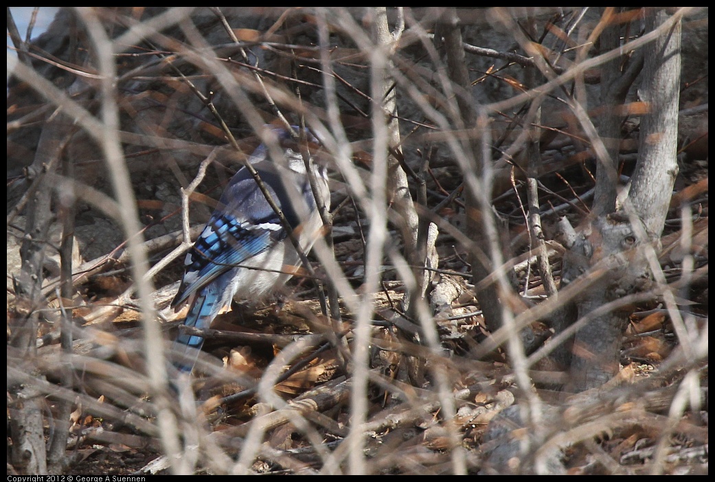 0409-064905-01.jpg - Blue Jay