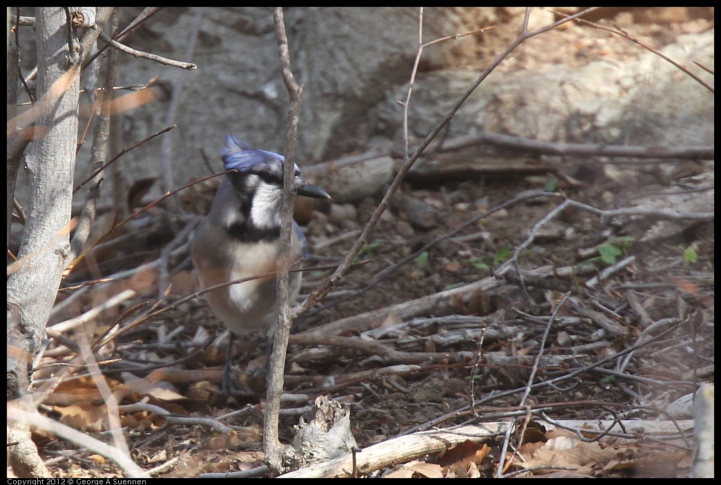 0409-064926-01.jpg - Blue Jay