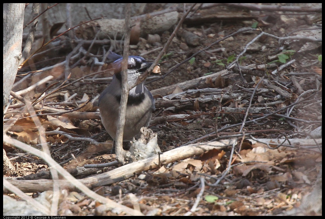 0409-064929-02.jpg - Blue Jay