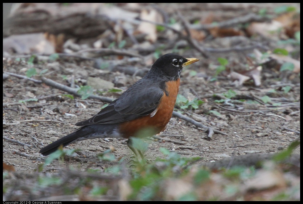 0409-070813-03.jpg - American Robin