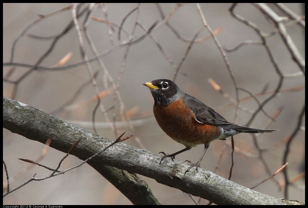 0409-070959-02.jpg - American Robin