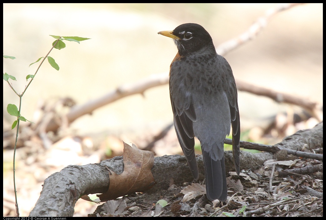 0409-071118-01.jpg - American Robin