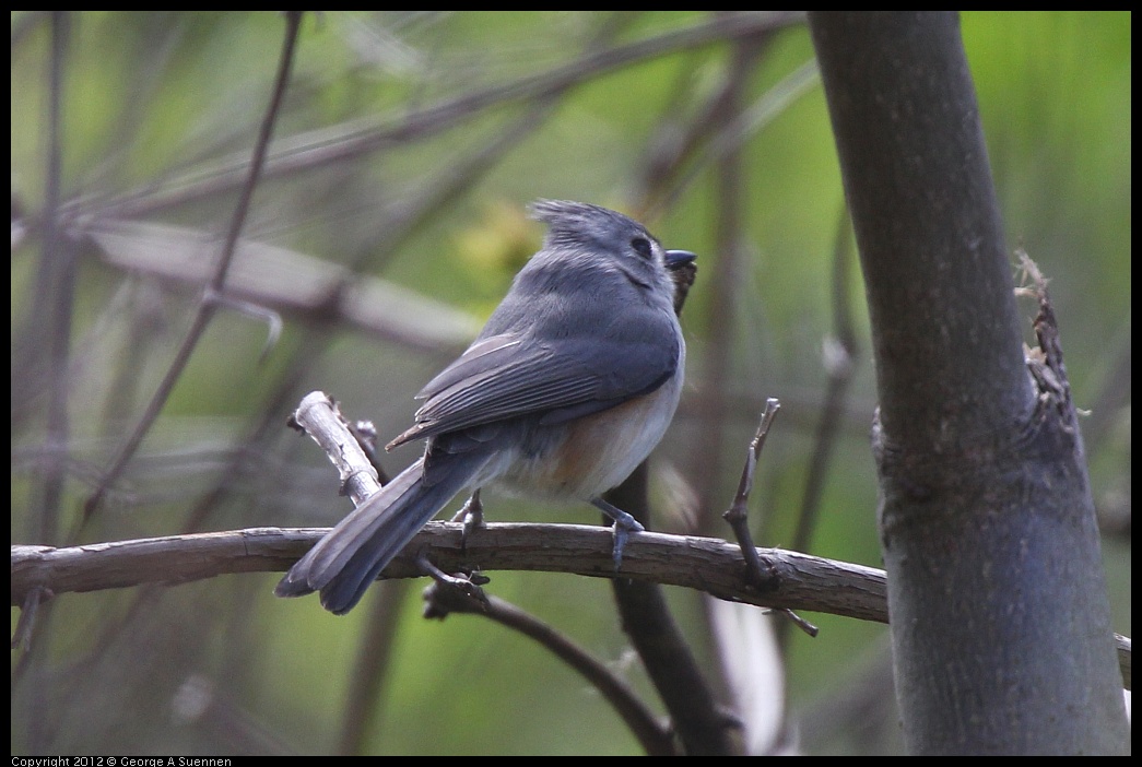 0409-072643-01.jpg - Tufted Titmouse