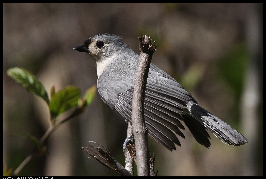 0409-072822-01.jpg - Tufted Titmouse