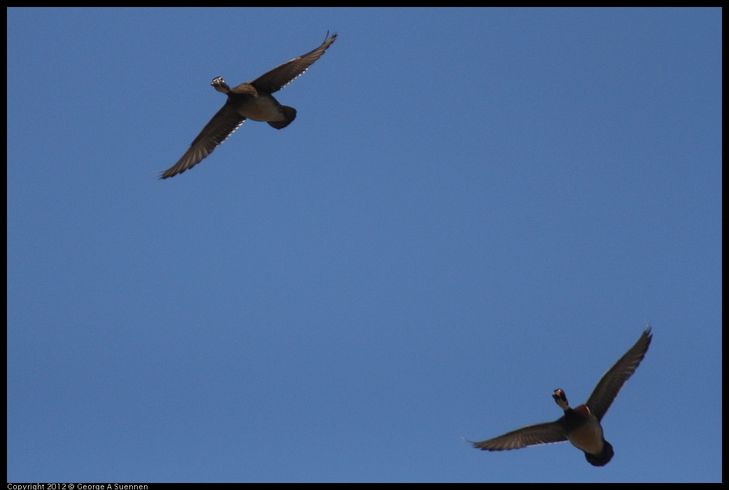 0409-073744-01.jpg - Wood Duck