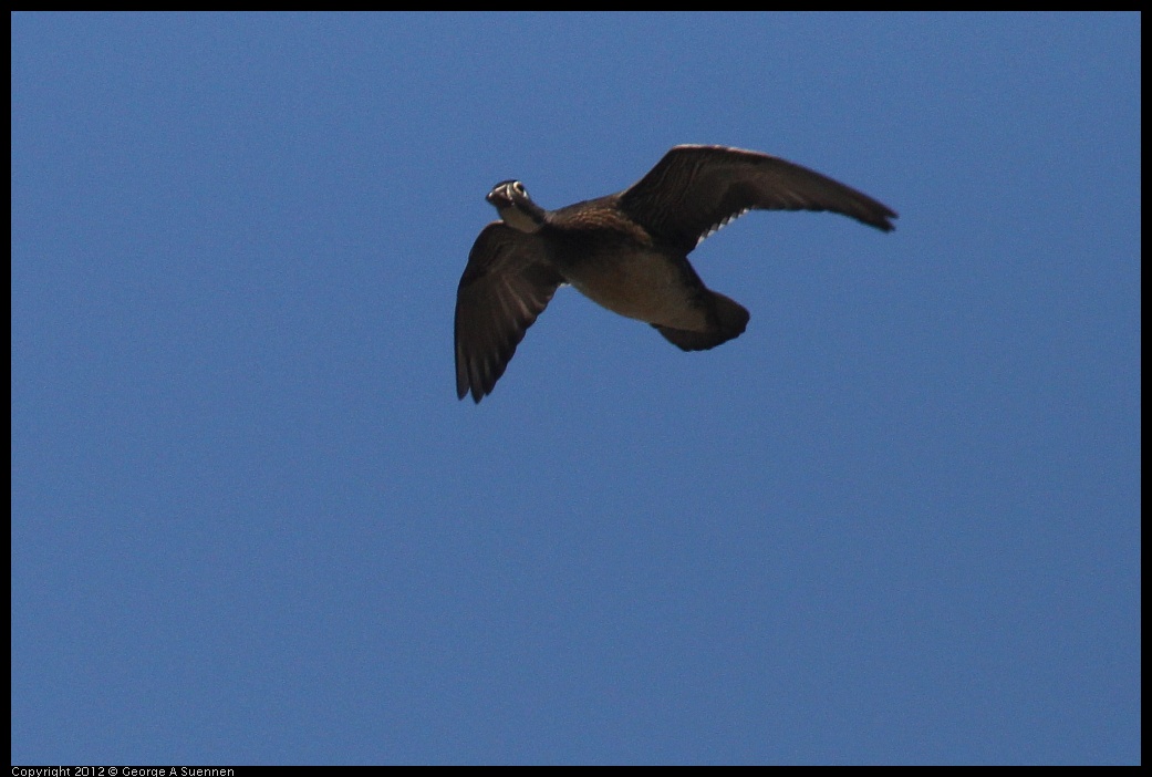 0409-073745-01.jpg - Wood Duck