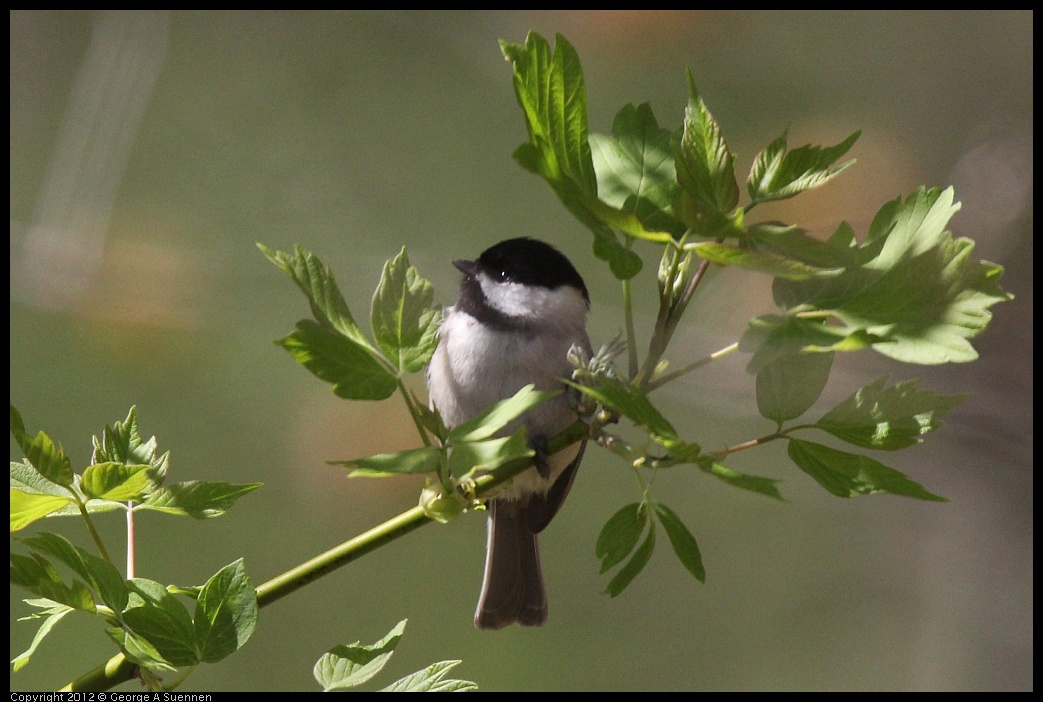 0409-080919-03.jpg - Carolina Chickadee