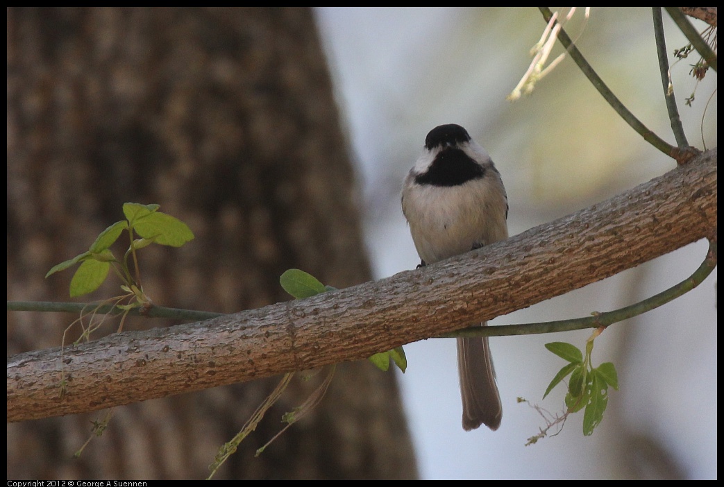 0409-081226-01.jpg - Carolina Chickadee