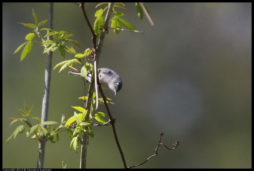 0409-081252-02.jpg - Blue-gray Gnatcatcher