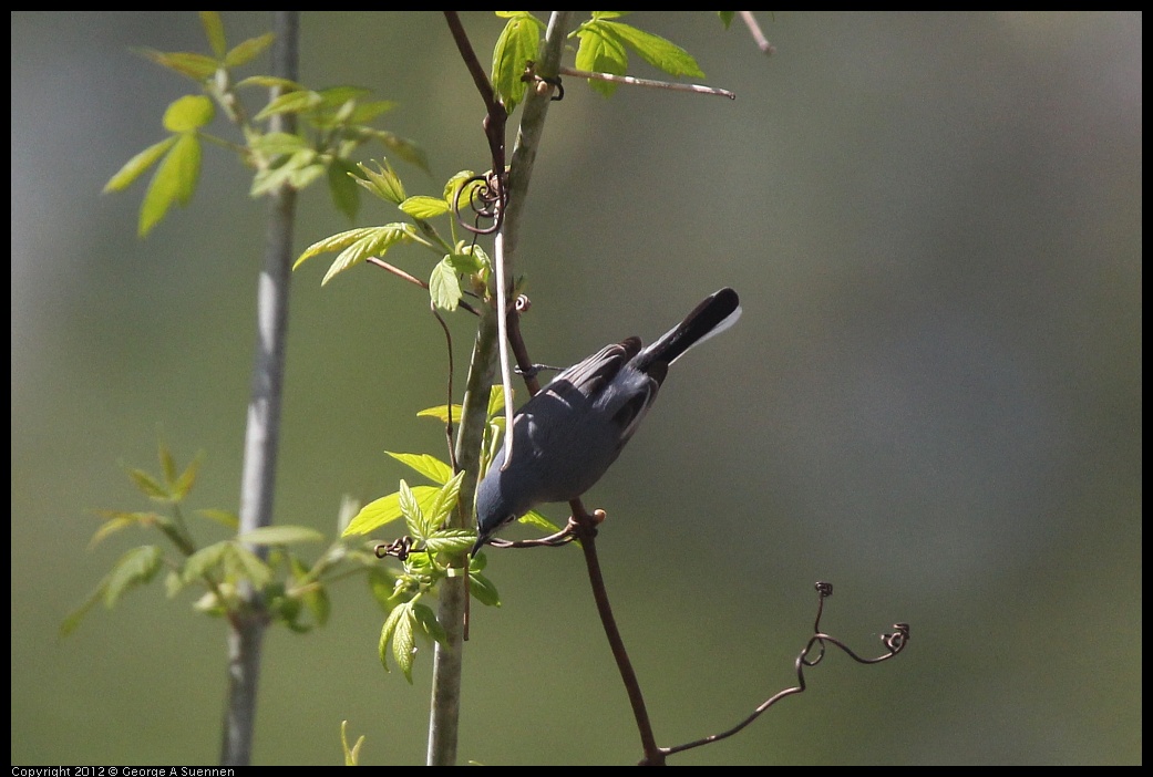 0409-081253-02.jpg - Blue-gray Gnatcatcher