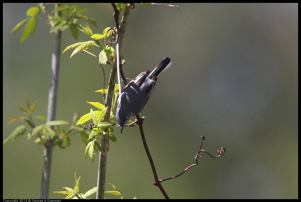 0409-081254-02.jpg - Blue-gray Gnatcatcher