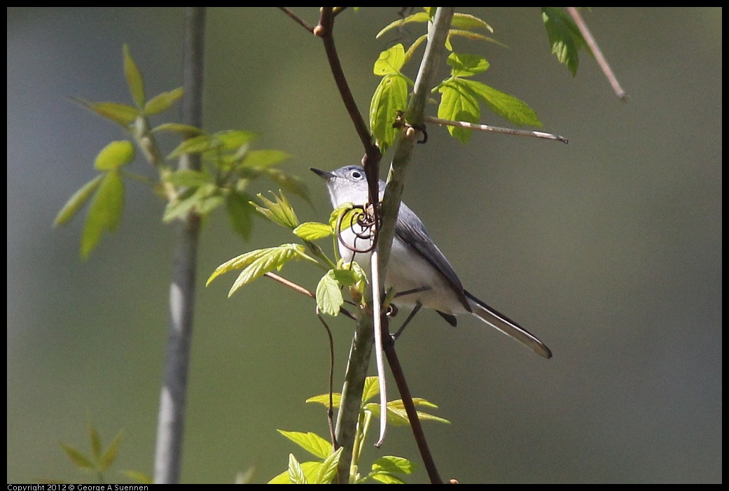 0409-081259-01.jpg - Blue-gray Gnatcatcher