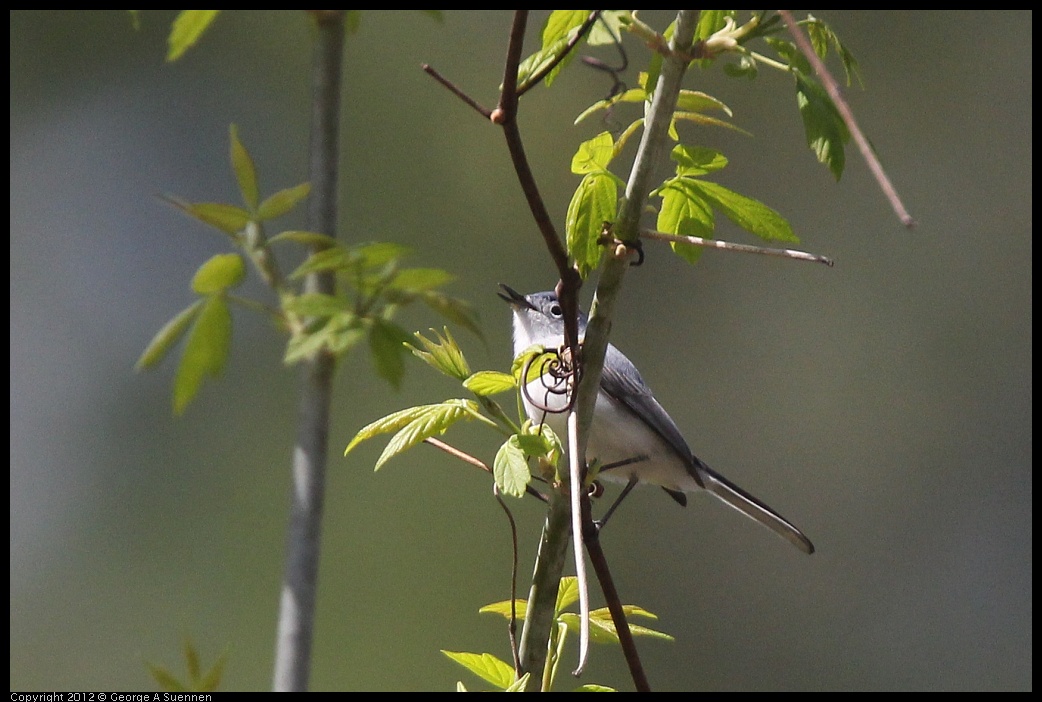 0409-081259-02.jpg - Blue-gray Gnatcatcher