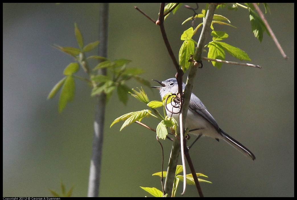 0409-081259-04.jpg - Blue-gray Gnatcatcher