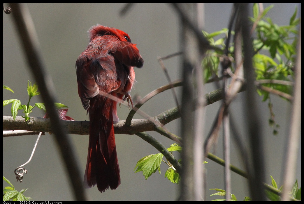 0409-081938-02.jpg - Northern Cardinal