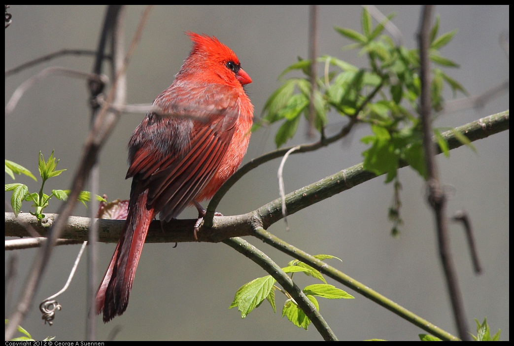 0409-081954-02.jpg - Northern Cardinal