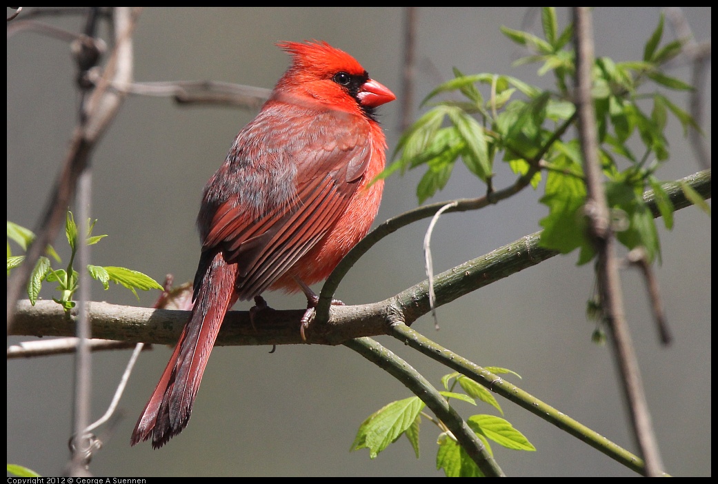 0409-081955-03.jpg - Northern Cardinal