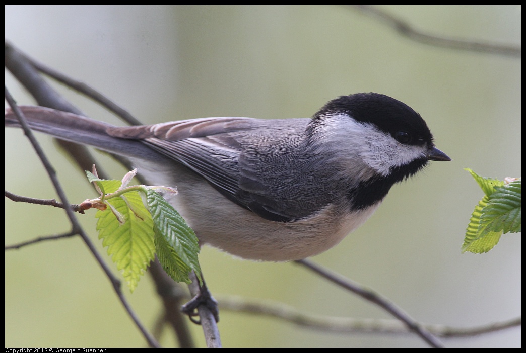 0409-082050-01.jpg - Carolina Chickadee