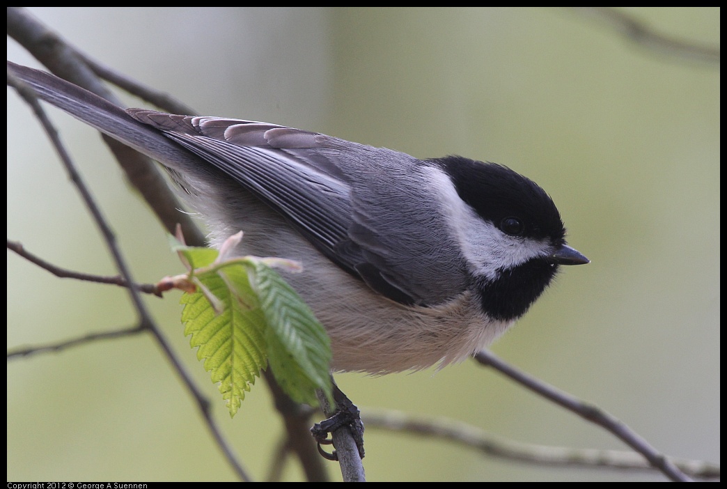 0409-082052-01.jpg - Carolina Chickadee