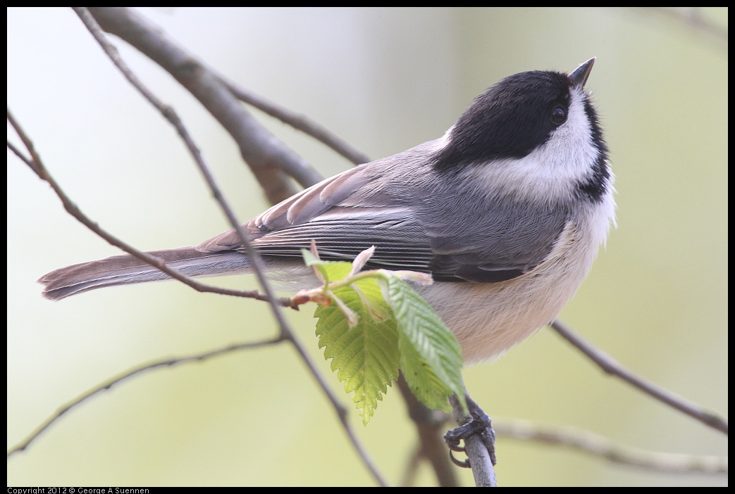 0409-082053-01.jpg - Carolina Chickadee