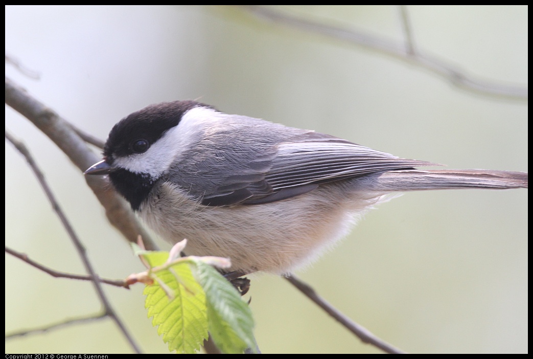 0409-082054-02.jpg - Carolina Chickadee