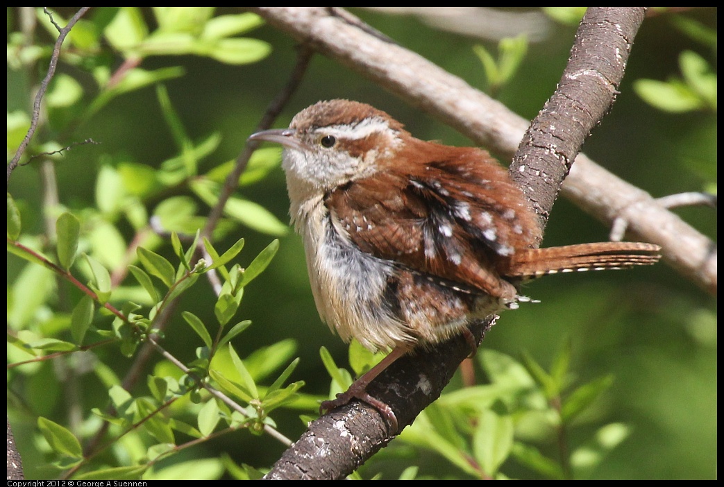 0409-082724-02.jpg - Carolina Wren