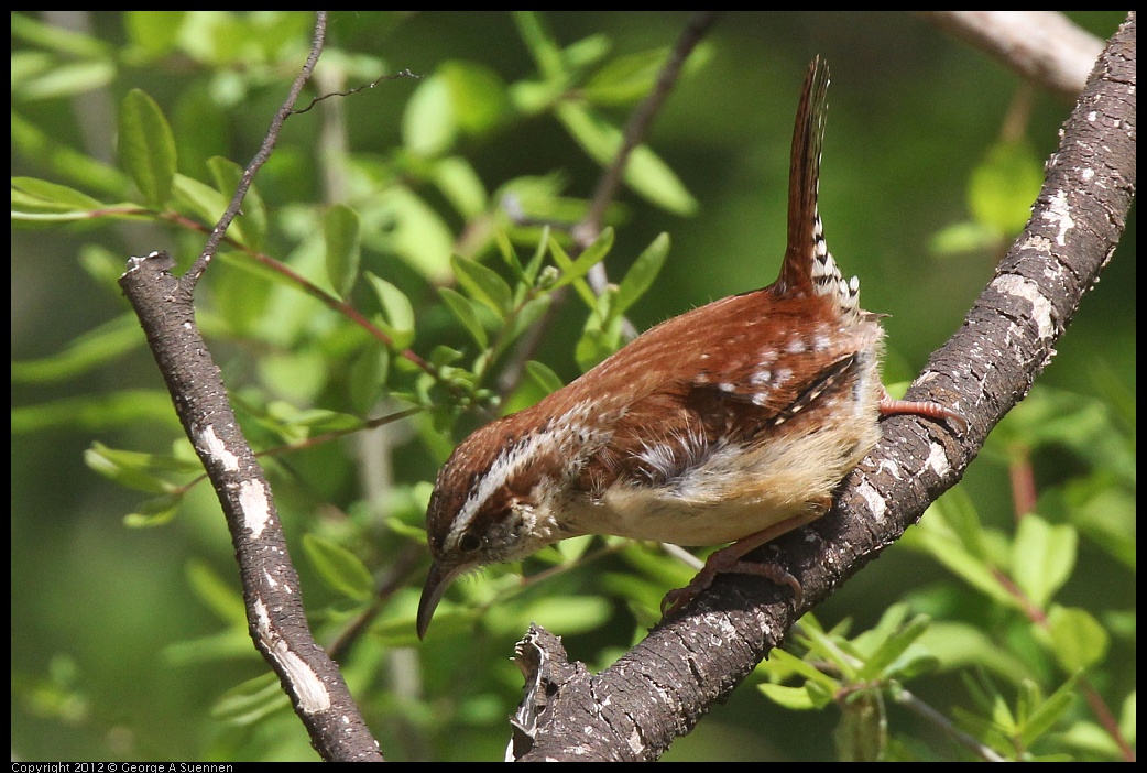 0409-082725-03.jpg - Carolina Wren