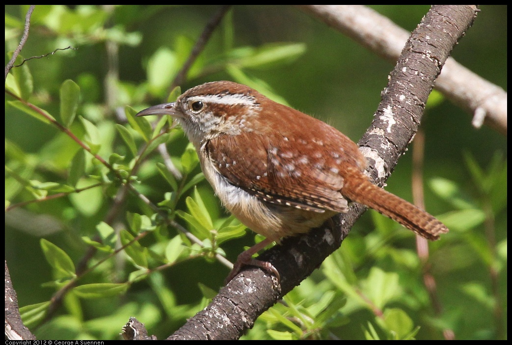 0409-082731-01.jpg - Carolina Wren