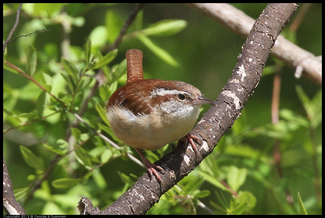 0409-082734-01.jpg - Carolina Wren