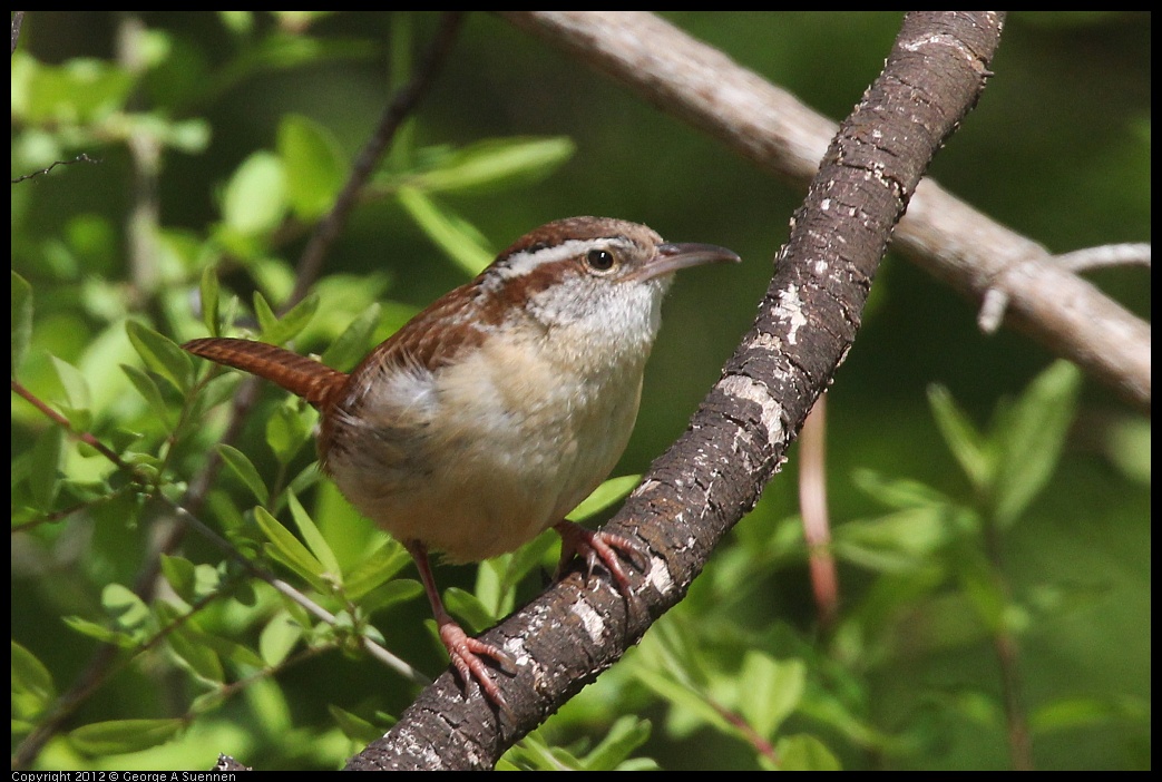 0409-082734-02.jpg - Carolina Wren