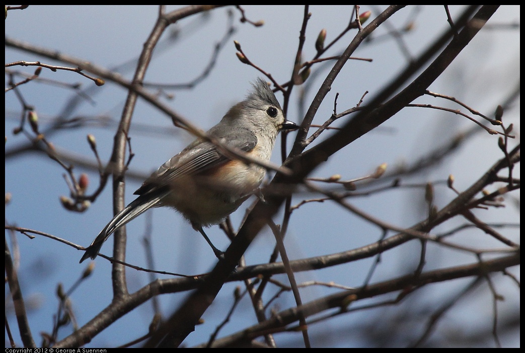 0409-084033-01.jpg - Tufted Titmouse