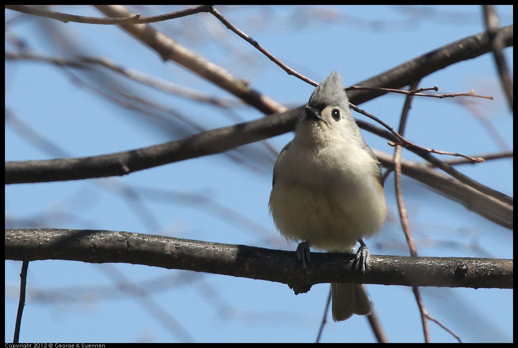 0409-084056-03.jpg - Tufted Titmouse