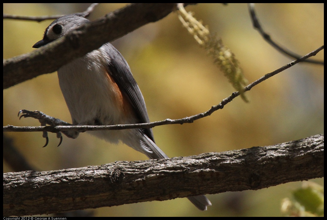 0409-084217-03.jpg - Tufted Titmouse