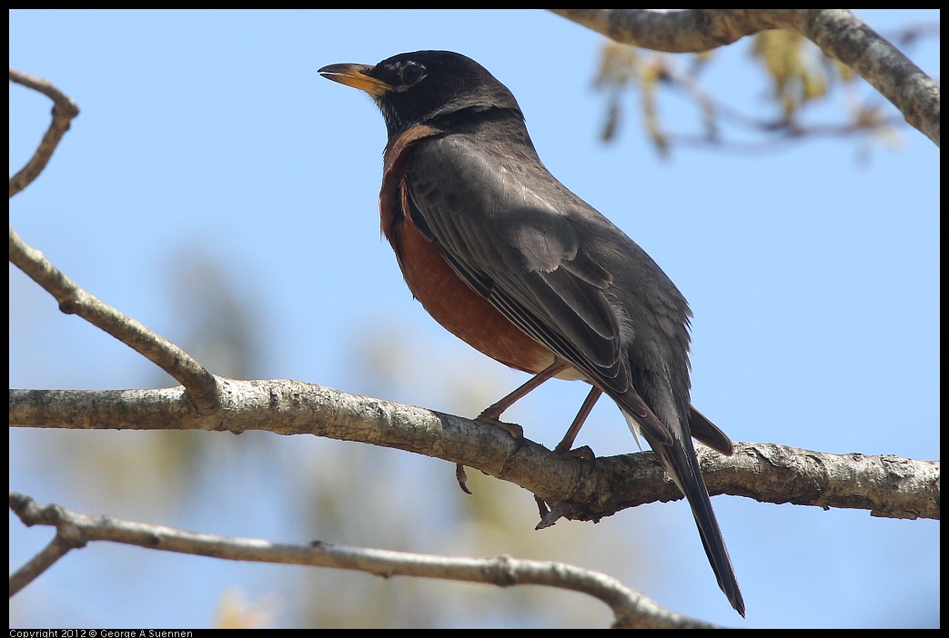 0409-085724-01.jpg - American Robin