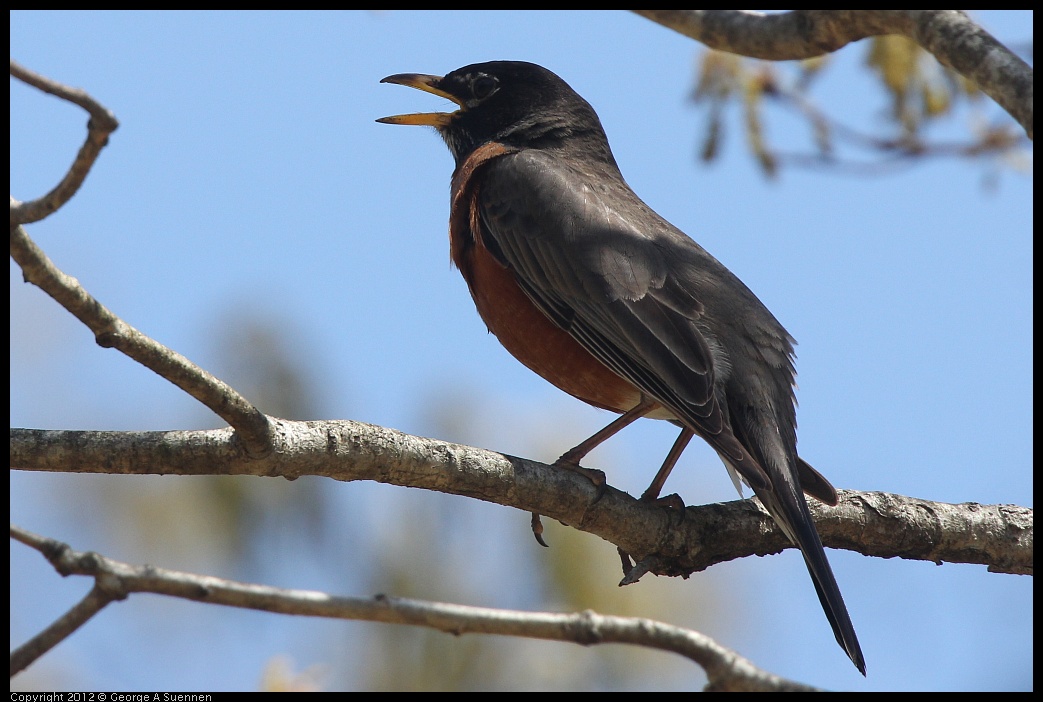 0409-085724-02.jpg - American Robin