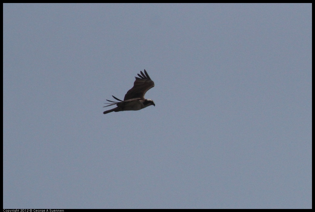 0410-081921-03.jpg - Osprey