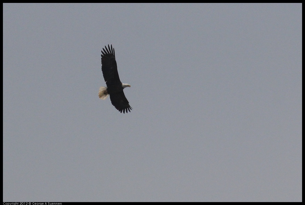 0410-082010-01.jpg - Bald Eagle