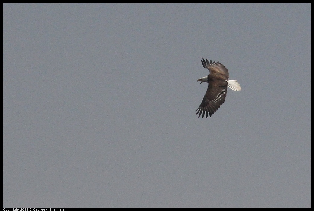 0410-082015-01.jpg - Bald Eagle