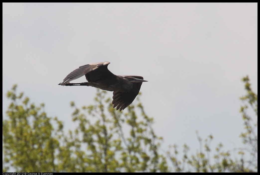 0410-083005-02.jpg - Great Blue Heron