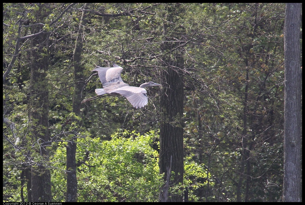 0410-083023-01.jpg - Great Blue Heron