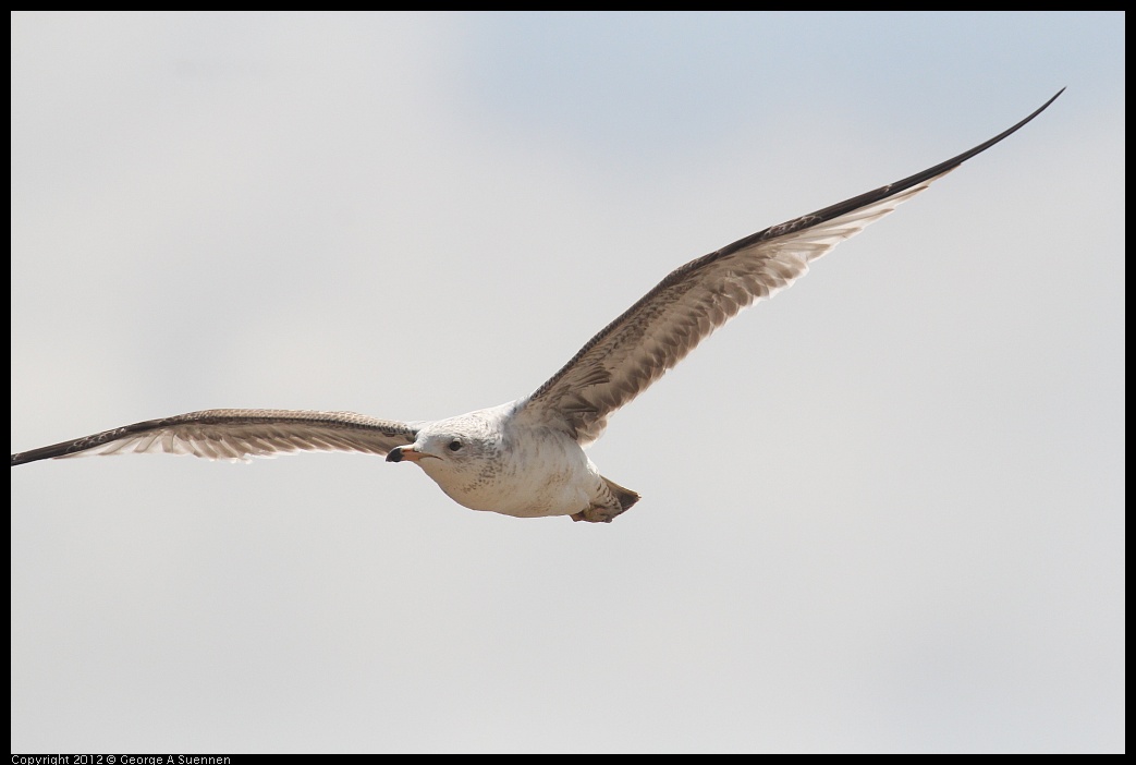 0410-083405-04.jpg - Ring-billed Gull